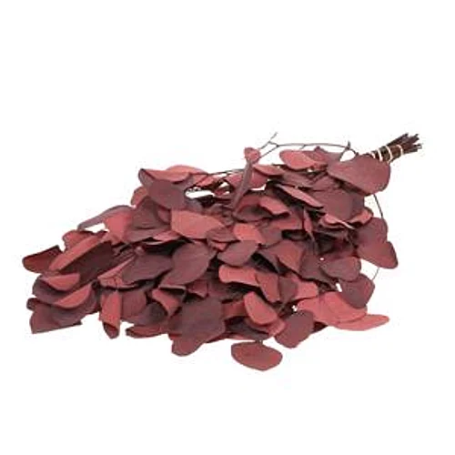Eucalipto Preservado Vermelho