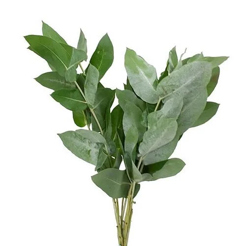 Eucalipto Robusta