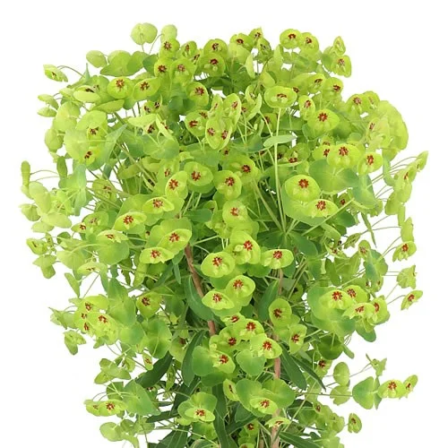 Euphorbia X Martinii