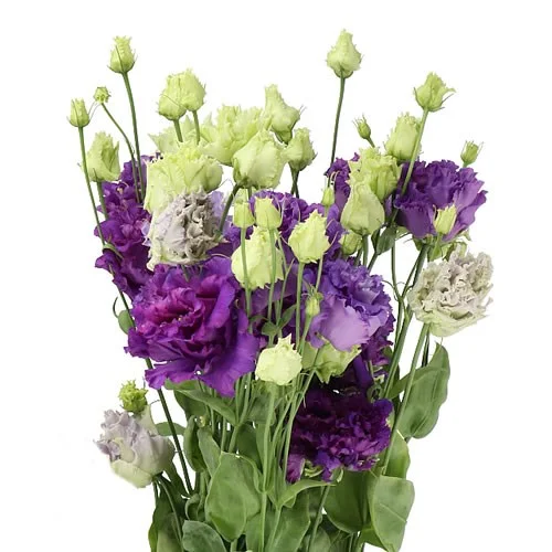 Eustoma Alissa Blue