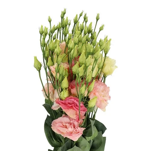 Eustoma Alissa Champagne