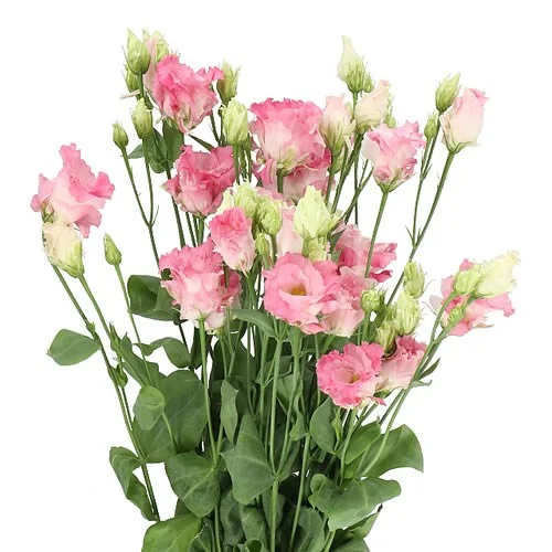 Eustoma Alissa First Love