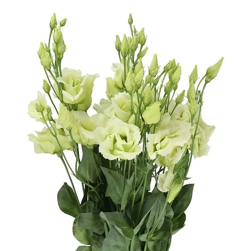 Eustoma Alissa Green