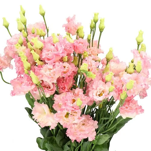 Eustoma Alissa Hanoi Pink