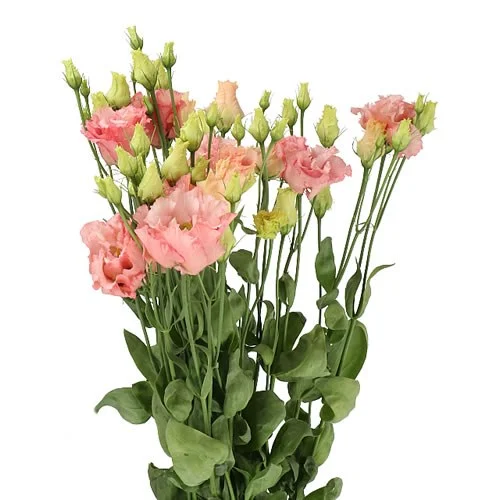 Eustoma Alissa Light Apricot
