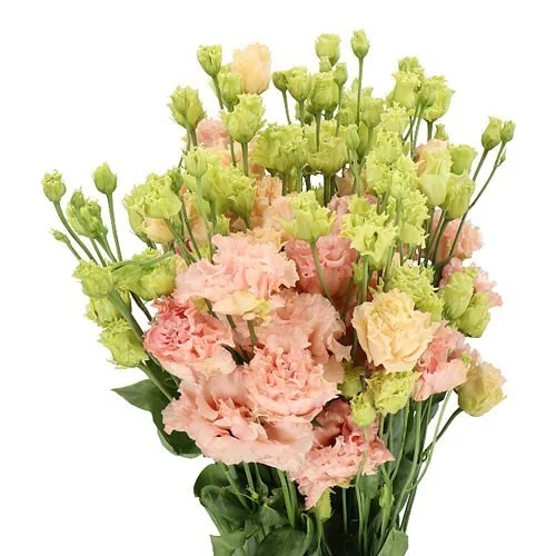 Eustoma Alissa Peach