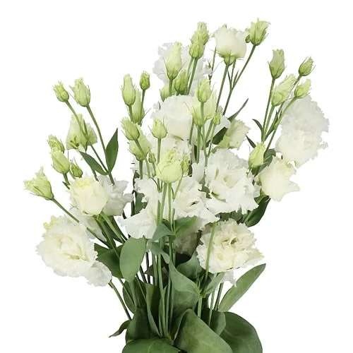 Eustoma Alissa Pure White