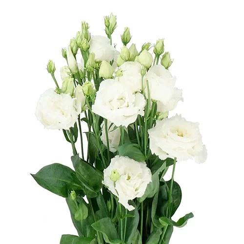 Eustoma Arena Giant White