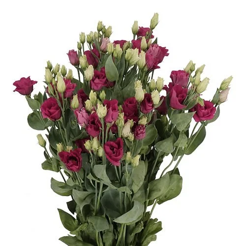 Eustoma Arosa Red