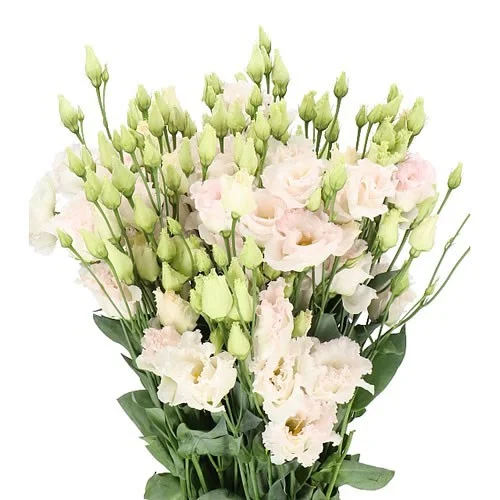 Eustoma Chaconne Wedding Pink