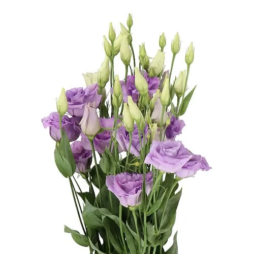 Eustoma Corelli Lavender