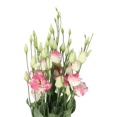 Eustoma Croma Bridal Kiss