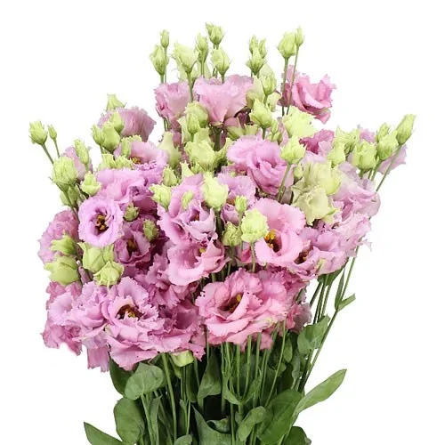 Eustoma Julius Grape