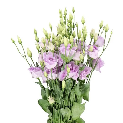 Eustoma Lisanne Lavender
