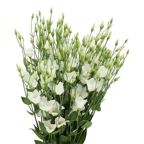 Eustoma Lisianthus Botanic White com flores brancas e múltiplos botões