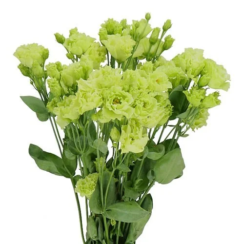 Eustoma Rosanne Emerald