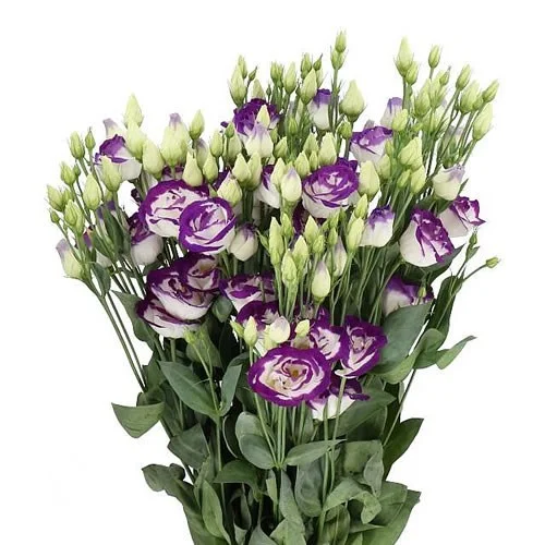 Eustoma Rosita Blue Picotee