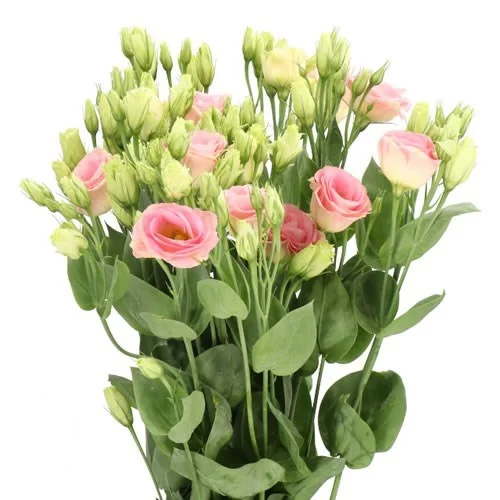 Eustoma Rosita Champagne