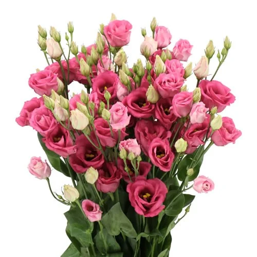 Eustoma Rosita Cherry