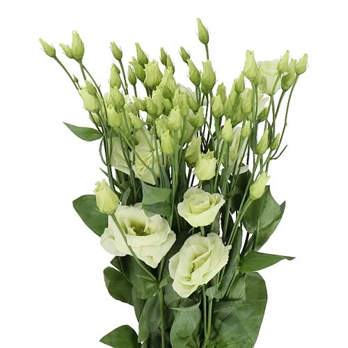 Eustoma Rosita Green