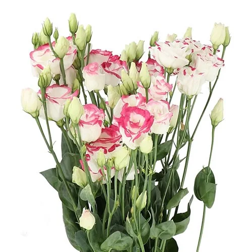 Eustoma Rosita Hot Lips