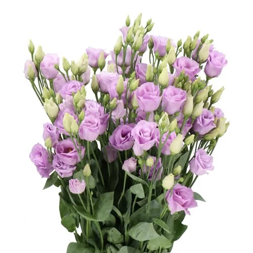 Eustoma Rosita Lavender