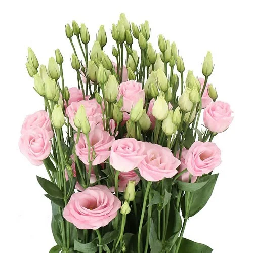 Eustoma Rosita Light Pink