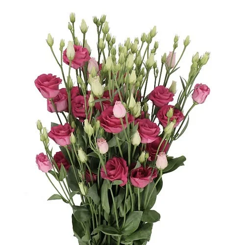 Eustoma Rosita Red