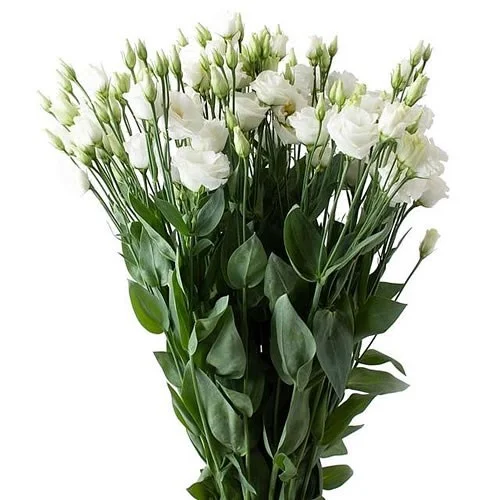 Eustoma Rosita White
