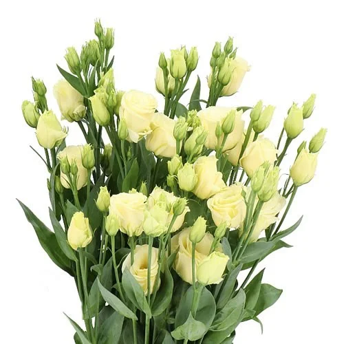 Eustoma Rosita Yellow