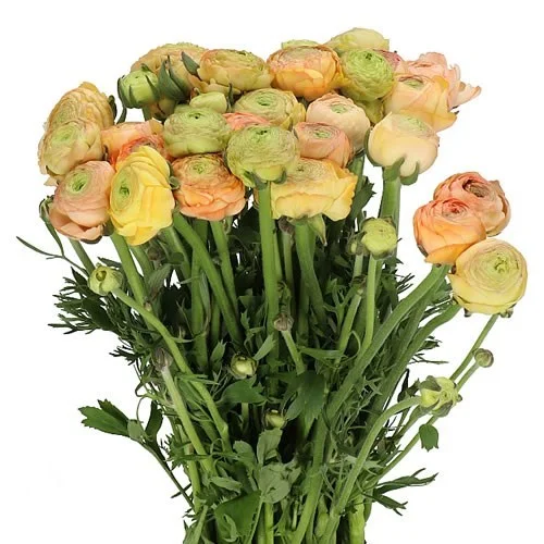 Ranunculos