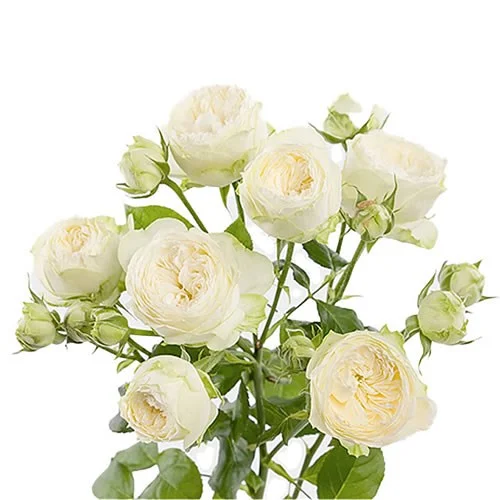 Rosas Spray