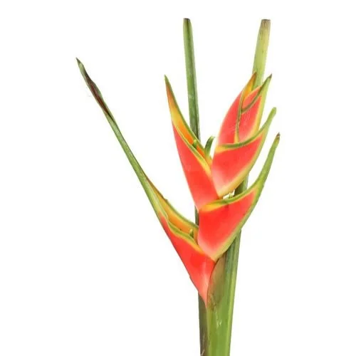 Tropicais