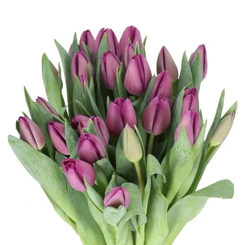 Tulipas