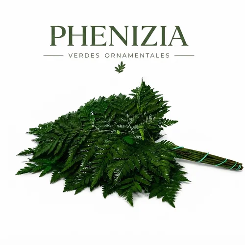 Feto Phenizia