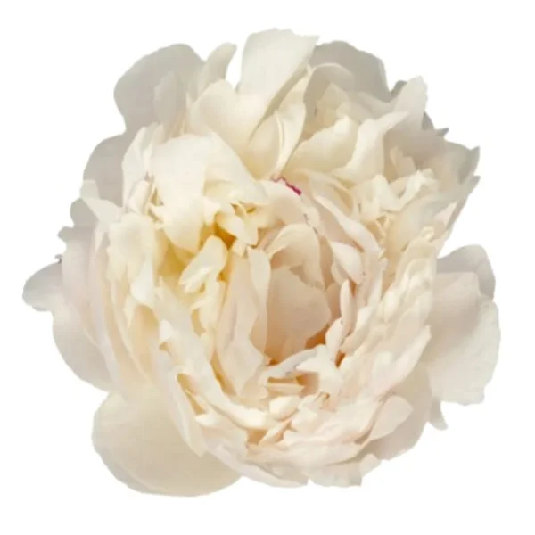 Peónia Florence Nicholls