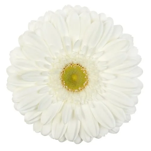 Gerbera Abe
