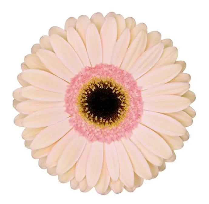 Gerbera Alliance