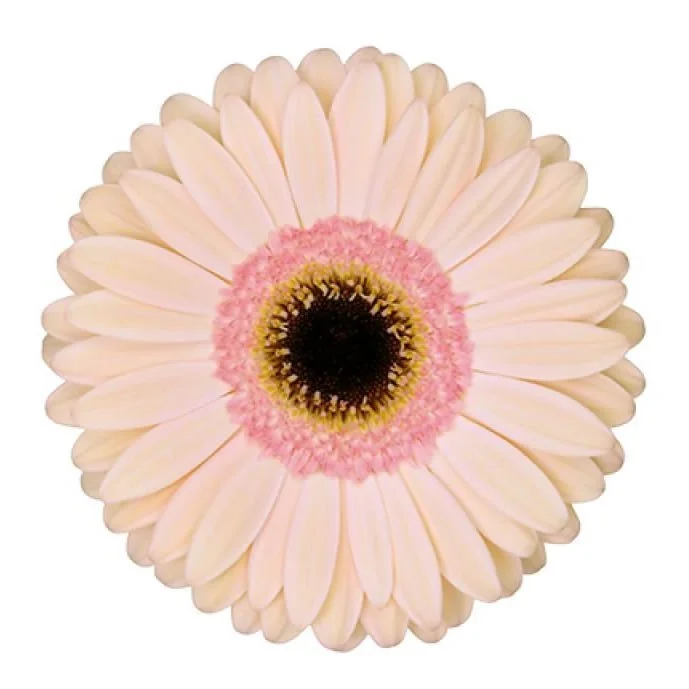 Gerbera Alliance com pétalas em tom rosa pálido e centro escuro