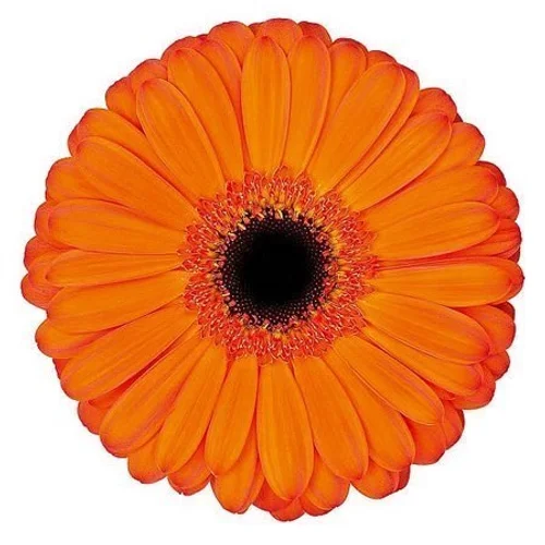 Gerbera Applause