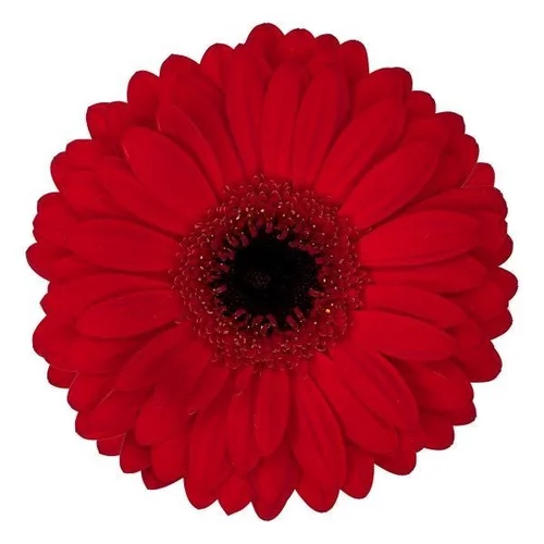 Gerbera Beauty