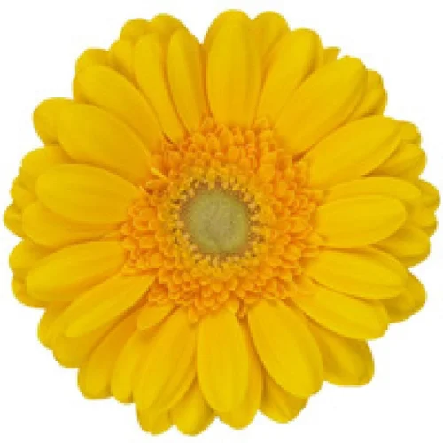 Gerbera Captiva