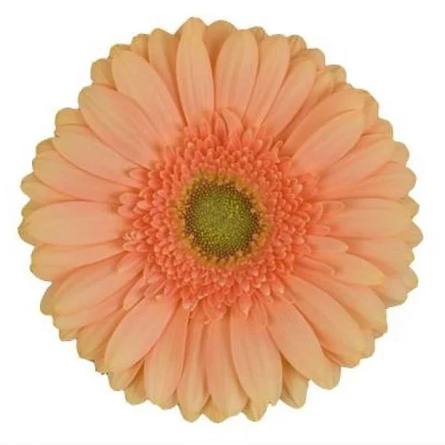 Gerbera Extase