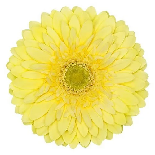 Gerbera Full Moon