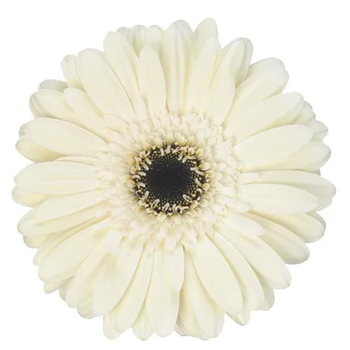 Gerbera Iceberg