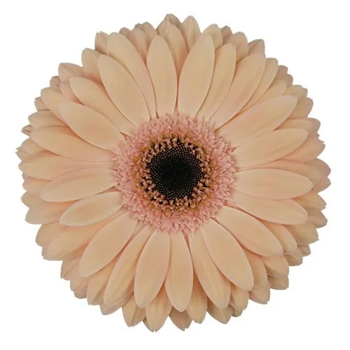 Gerbera Laureen