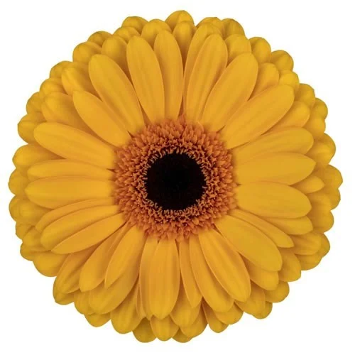Gerbera Oaklyn