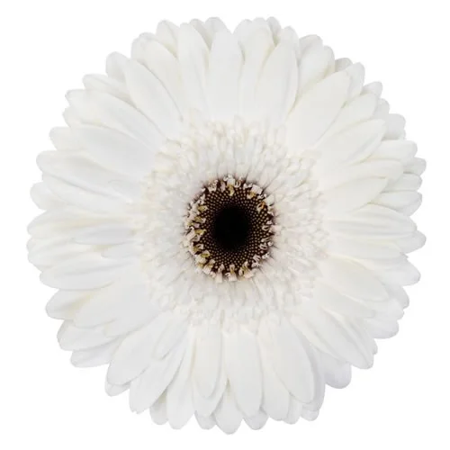 Gerbera Owen
