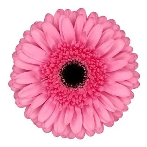 Gerbera Peppa