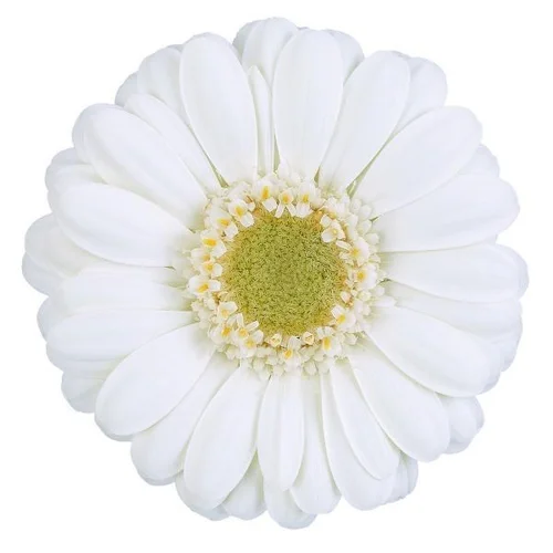 Germini Albino